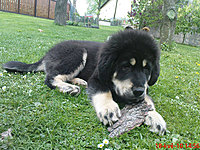 Květen 2010 | ASIM - Tibeťák | Tibetská doga