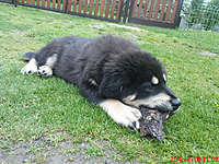 Květen 2010 | ASIM - Tibeťák | Tibetská doga