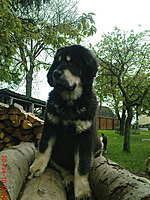 Květen 2010 | ASIM - Tibeťák | Tibetská doga