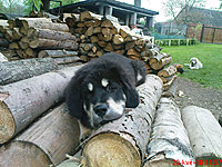 Květen 2010 | ASIM - Tibeťák | Tibetská doga